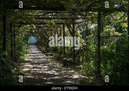 Il Glicine Arch, Pinces giardini, Exeter, Devon, Regno Unito. Foto Stock