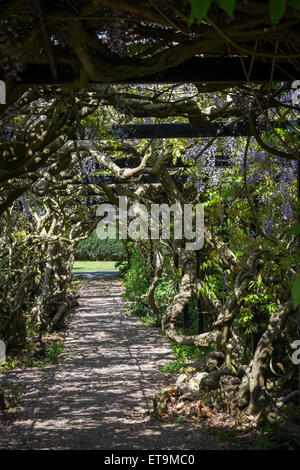 Il Glicine Arch, Pinces giardini, Exeter, Devon, Regno Unito. Foto Stock