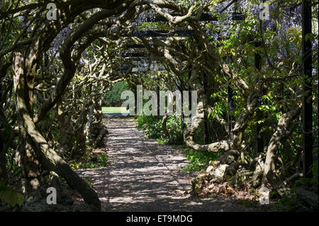 Il Glicine Arch, Pinces giardini, Exeter, Devon, Regno Unito. Foto Stock