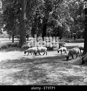 Pecora che pascola in Hyde Park, Londra. Il 2 agosto 1954. Foto Stock