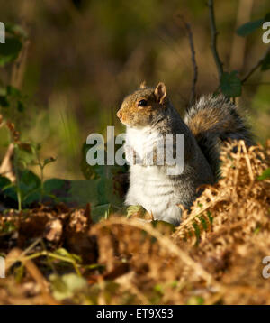 Scoiattolo grigio a Woodland Park Foto Stock