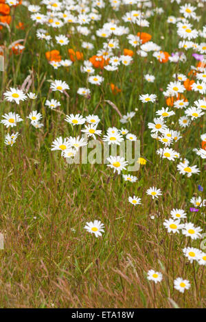 Oxeye margherite e California papaveri fiori selvatici che crescono in estate a Bournemouth Dorset Foto Stock