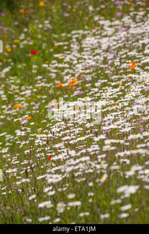 Masse di fiori selvatici che crescono in estate a Bournemouth Dorset Foto Stock