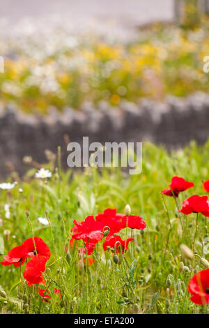 Papaveri rossi con altri al di fuori della messa a fuoco fiori selvatici che crescono in estate a Bournemouth Dorset Foto Stock