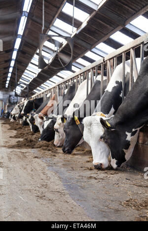 Lunga fila di vacche di grippaggio le loro teste fuori di barre di stabile per l'alimentazione Foto Stock