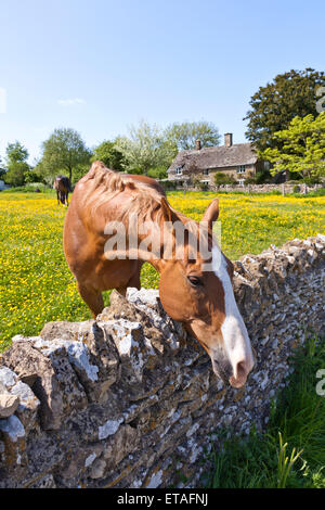 Un cavallo godendo di un campo di renoncules nel villaggio Costwold di Condicote, GLOUCESTERSHIRE REGNO UNITO Foto Stock