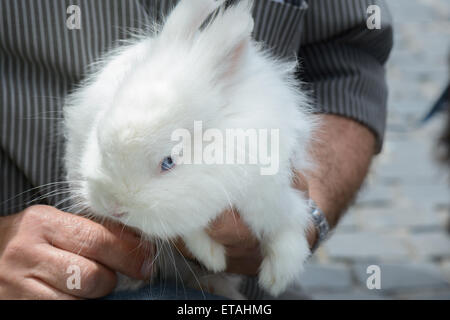 Bel piccolo coniglietto bianco nelle mani di un uomo Foto Stock