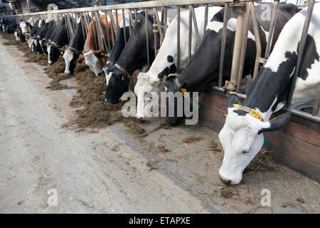 Lunga fila di vacche di grippaggio le loro teste fuori di barre di stabile per l'alimentazione Foto Stock