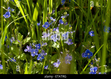 Bird's-eye sppedweel o germander speedwell, Veronica chamaedrys, fiori blu nella prateria retro illuminata dalla luce del sole, Berkshire, Giu Foto Stock