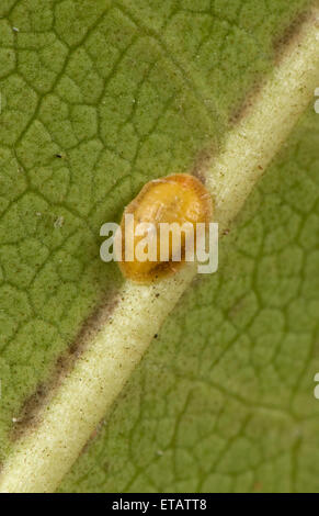 Cuscini scala di insetto, Pulvinaria floccifera, sul lato inferiore di un giardino ornamentale foglia Rododendro Foto Stock