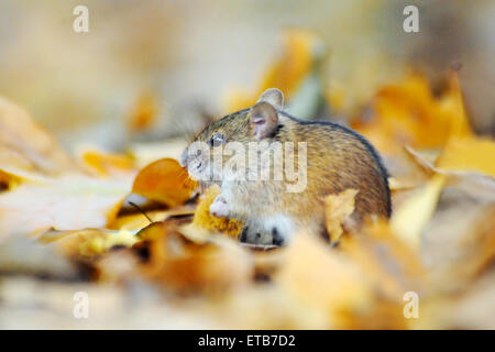 Strisce campo Mouse (Apodemus agrarius) tra giallo luminoso foglie secche Foto Stock