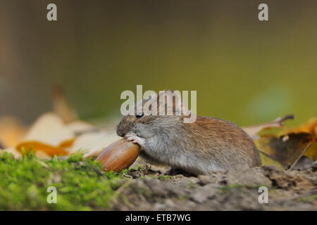 Wood mouse Apodemus sylvaticus mangiare acorn Foto Stock