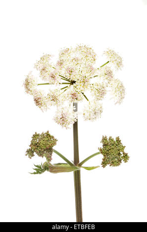 Wild carota, Daucus carota, boccioli di fiori e fogliame isolata contro bianco Foto Stock