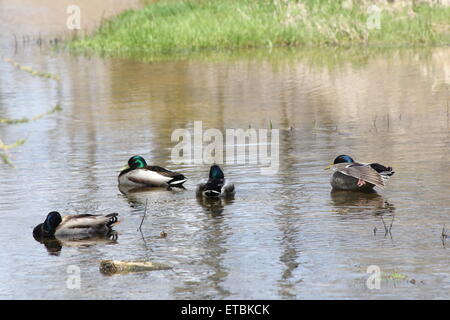 Un piccolo raggruppamento di maschio le anatre bastarde in una zona tranquilla di un piccolo ruscello. Foto Stock