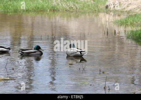 Un piccolo raggruppamento di maschio le anatre bastarde in una zona tranquilla di un piccolo ruscello. Foto Stock