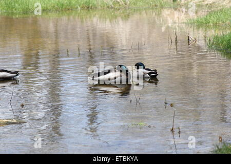 Un piccolo raggruppamento di maschio le anatre bastarde in una zona tranquilla di un piccolo ruscello. Foto Stock