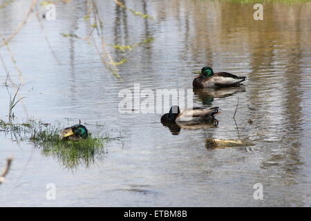 Un piccolo raggruppamento di maschio le anatre bastarde in una zona tranquilla di un piccolo ruscello. Foto Stock