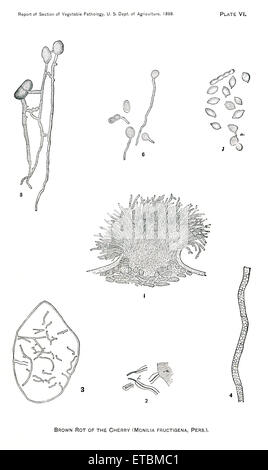 Marciume bruno della ciliegia, Monilia Fructigena, piastra VI, relazione del Commissario per l'agricoltura, noi Dept di agricoltura, illustrazione, 1888 Foto Stock