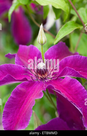 La clematide 'Huvi'. Inizio grande clematide in fiore. Foto Stock