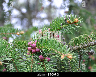 Rosa baby coni fir e aghi closeup in primavera. Foto Stock