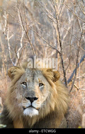 Leone maschio in appoggio a Phinda Private Game Reserve, Sud Africa Foto Stock