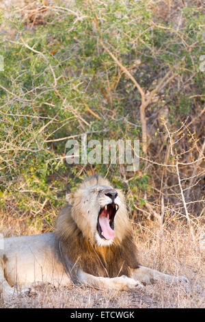 Leone maschio sbadigli a Phinda Private Game Reserve, Sud Africa Foto Stock