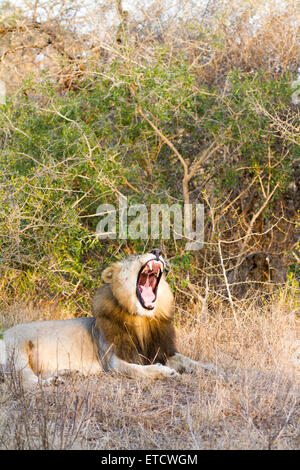 Leone maschio sbadigli a Phinda Private Game Reserve, Sud Africa Foto Stock