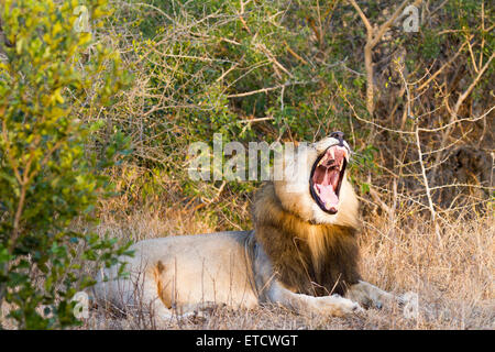 Leone maschio sbadigli a Phinda Private Game Reserve, Sud Africa Foto Stock