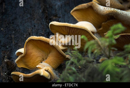 I funghi selvatici, Mt. Tamalpais State Park Foto Stock