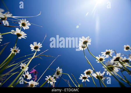Bella bianco margherite sul campo e cielo blu Foto Stock