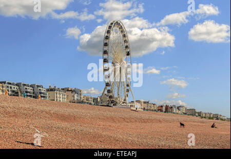 Vista sulla ruota di Brighton (ruota panoramica Ferris) in una giornata di sole in primavera, Brighton Seafront, East Sussex, Inghilterra, Regno Unito. Foto Stock