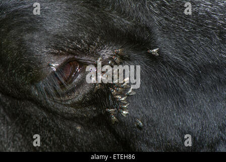 Blowflies o Bluebottle mosche alimenti il teardrops dall'occhio di una mucca. Foto Stock