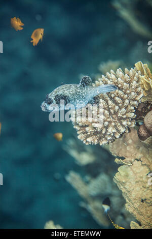 Masked pufferfish - Arothron diadematus Foto Stock