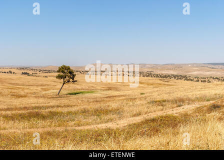 Albero solitario, deserto del Negev, Gerusalemme, Israele Foto Stock