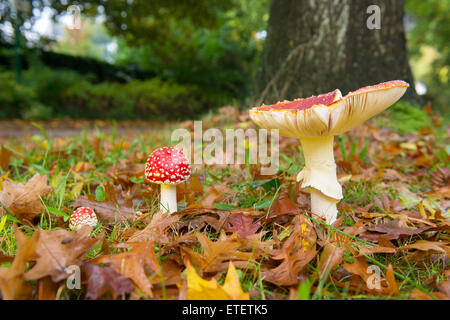 Gruppo di volare agarics nella foresta di autunno Foto Stock