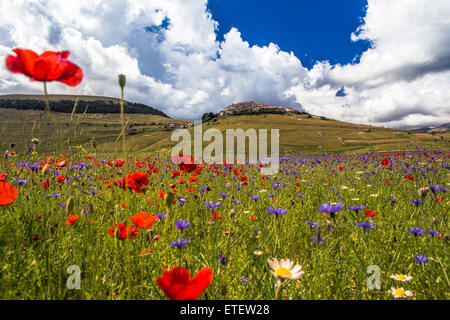 Piano Grande di Castelluccio (Italia) Foto Stock