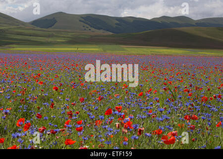 Prato colorato e vecchi pali recinzione, Castelluccio Umbria Italia Foto Stock