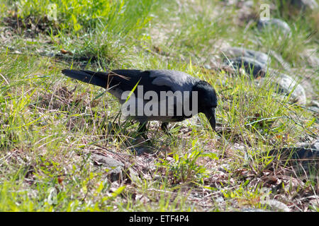 Cornacchia Mantellata (Corvus cornix), in piedi su una prateria durante le giornate di sole. Foto Stock