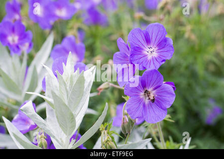 Honeybee su Geranio "Orion". Foto Stock