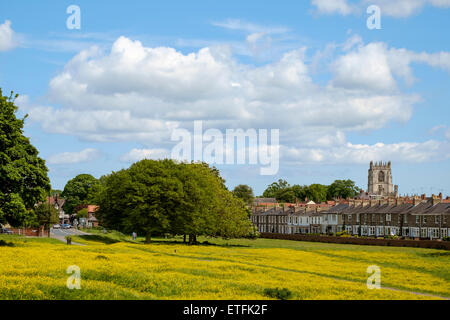 Beverley visto dalla Westwood in maggio con renoncules in fiore. Willow Grove e chiesa di Santa Maria in background. Foto Stock