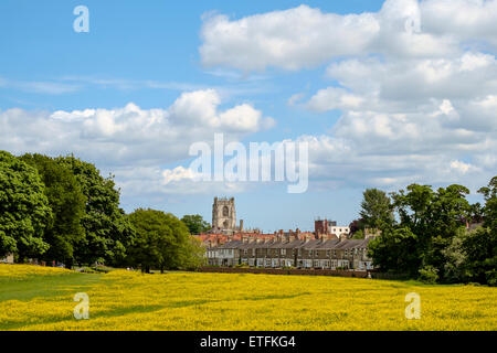 Beverley visto dalla Westwood in maggio con renoncules in fiore. Willow Grove e chiesa di Santa Maria in background. Foto Stock