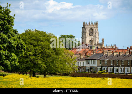 Beverley visto dalla Westwood in maggio con renoncules in fiore. Willow Grove e chiesa di Santa Maria in background. Foto Stock