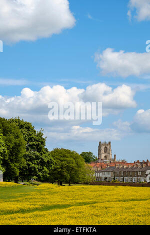 Beverley visto dalla Westwood in maggio con renoncules in fiore. Willow Grove e chiesa di Santa Maria in background. Foto Stock