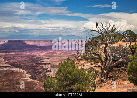 Un audace raven si siede nella morta a rami di un albero con calma sorvegliare i visitatori che passano in prossimità di una testa di trail a Dead Horse Point Foto Stock