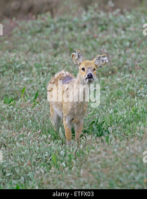 Acqua cinese Deer (Hydropotes inermis) Foto Stock