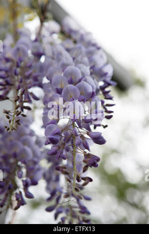 Il Glicine fiori appesi da una pergola Foto Stock