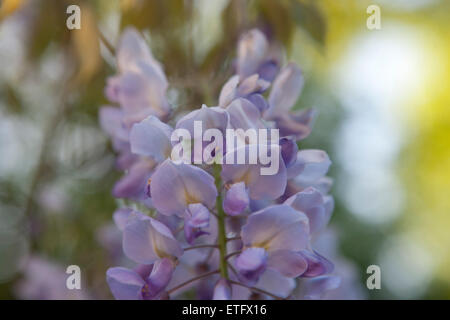 Fiori di glicine, close up Foto Stock