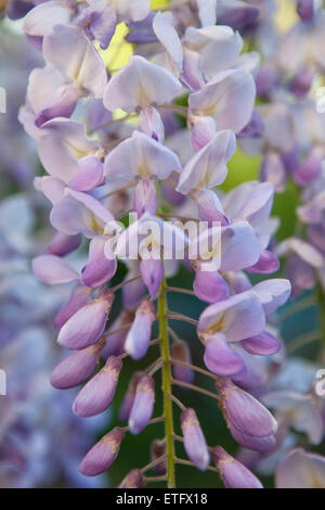 Fiori di glicine, close up Foto Stock