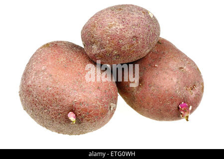 Materie di patate su sfondo bianco Foto Stock