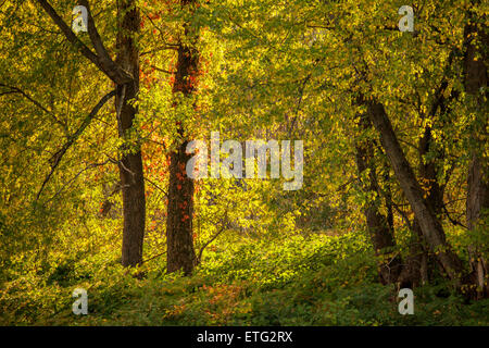 Nel tardo pomeriggio di sole attraverso filtri colorati alberi e fogliame di massa in un Renoire-come foresta pastorale scena. Foto Stock